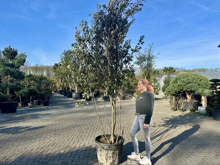 Steeneik meerstammig natuurlijke groeivorm.
