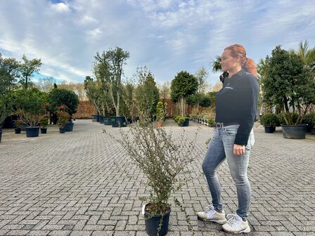 Kurkeik struik 100/120