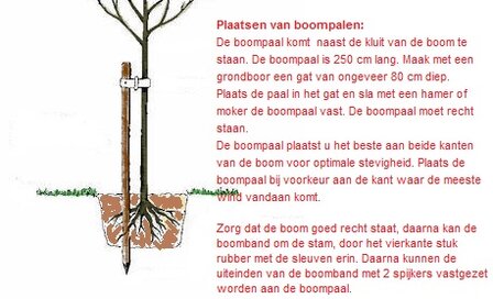 Steeneik 35-40 stamomtrek hoogstam 