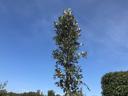 Steeneik 10-12 stamomtrek hoogstam