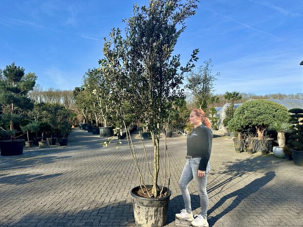 Steeneik meerstammig natuurlijke groeivorm.