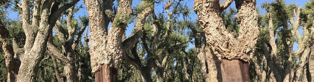 Steeneiken en kurkeiken zijn populaire groenblijvende bomen