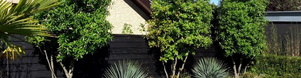 Online steeneiken kopen bij dé steeneikexpert